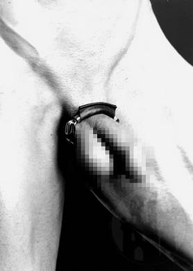 Leder Cockband